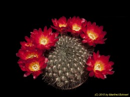 Sulcorebutia tiraquensis v. australis WR729 2113